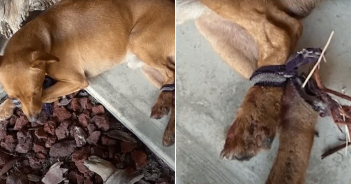 Dog Tied Up on Roadside Crawls to Home for Rescue