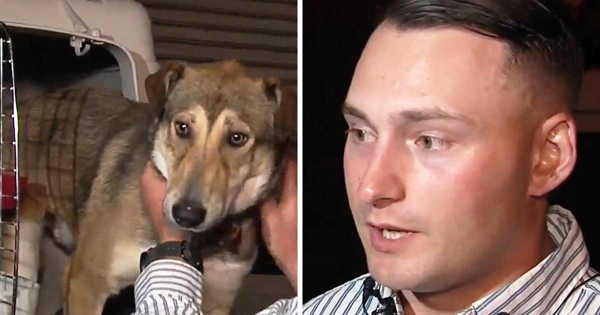Marine Awaits 3-Dogs He Rescued In Iraq, But The Dogs Looked Dazed At The Airport