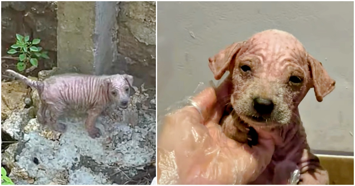 Woman Pursues Tiny Screams Coming From Riverbed, Finds Puppy In Pain