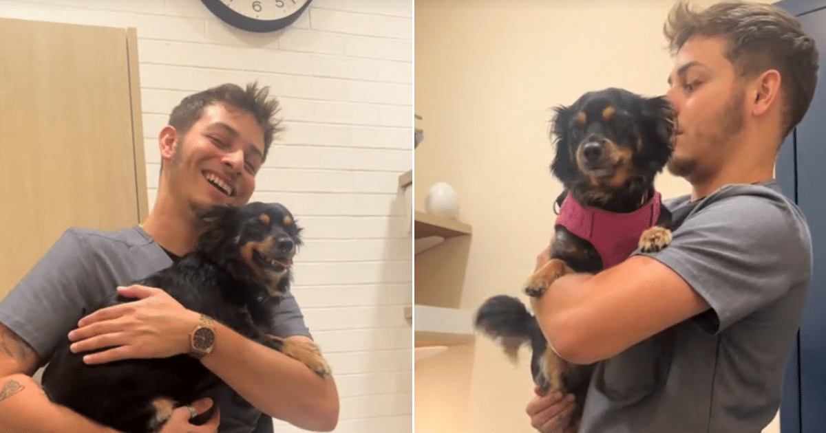 Tiny Dachshund Mix Steals Hearts After Falling for Vet Nurse During First Visit