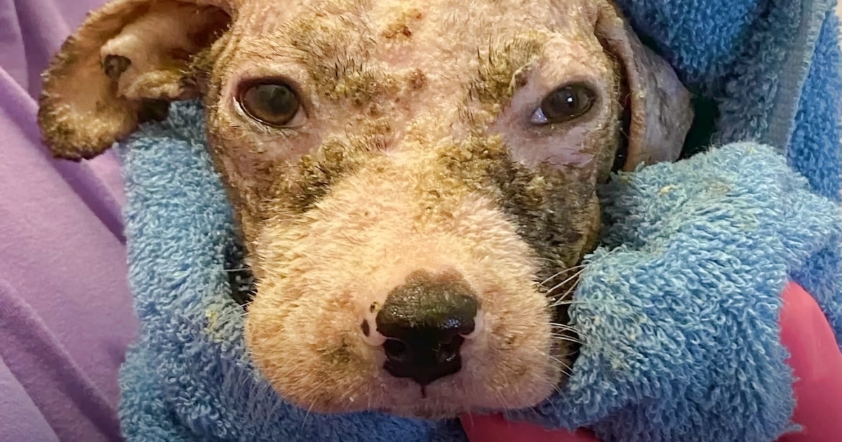 After Rescue From Trash Pile, Puppy Woke Up With His Legs Turned Inward