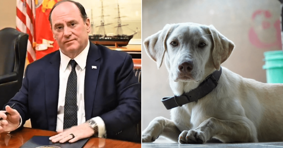 Navy Officially Bans Animal Testing, Ending Dog and Cat Experiments