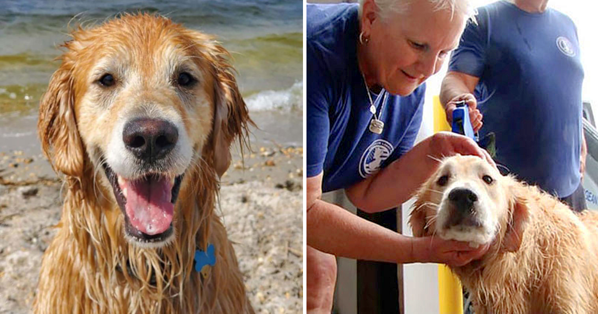Golden Retriever Lost For 16-Days Was Found Swimming Along Shoreline