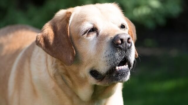 80% of Older Dogs Have This Painful Issue, But Hide It From Their Owners