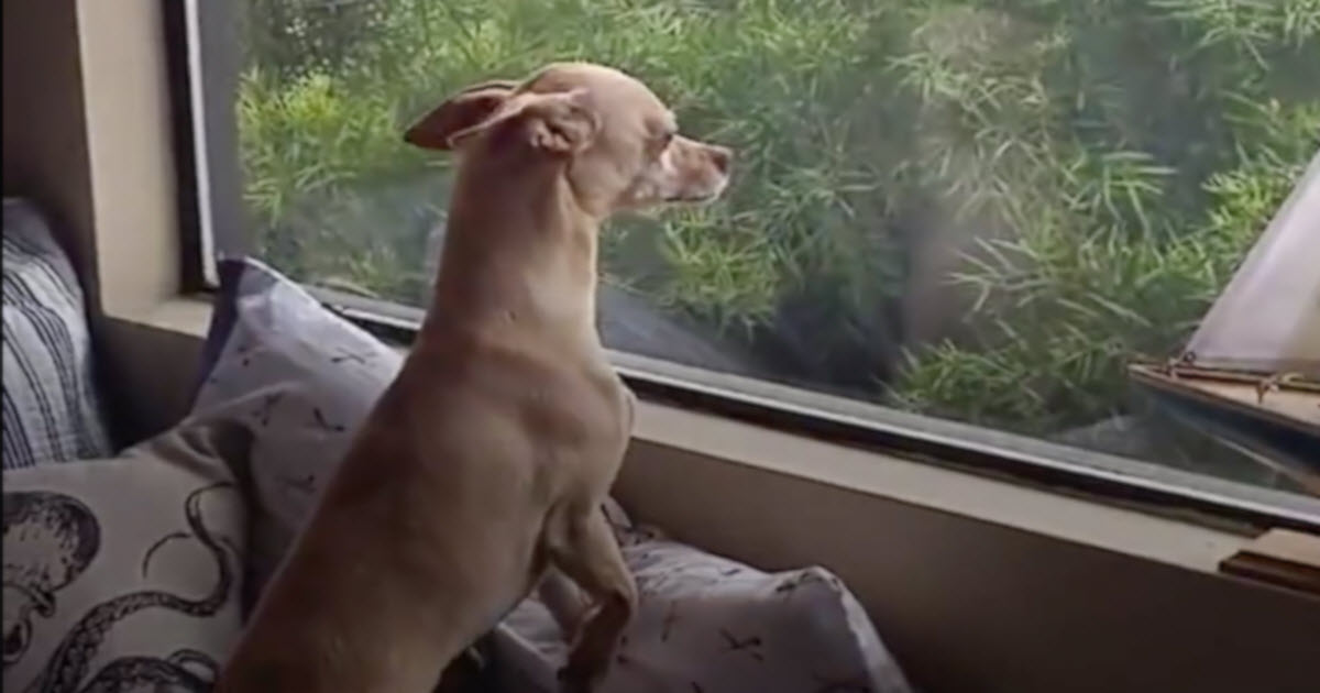 Dog Runs Away From ‘Forever Home’ All Because He Missed His Foster Mom Too Much