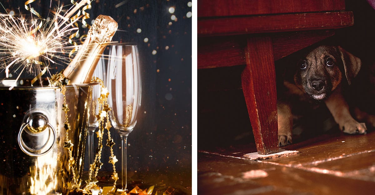 New Year’s Eve Fireworks Are Coming. Could CBD Oil Help Your Dog?