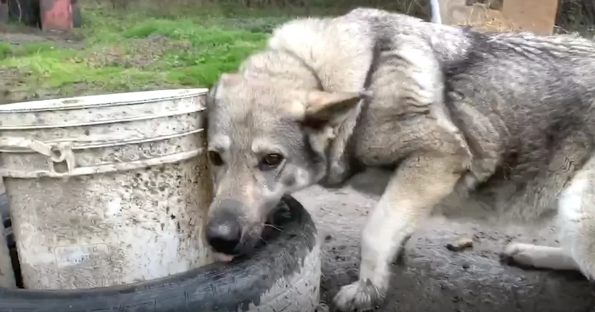 ‘Backyard-Dog’ Grew More Depressed By The Day Out There With No One & Nothing