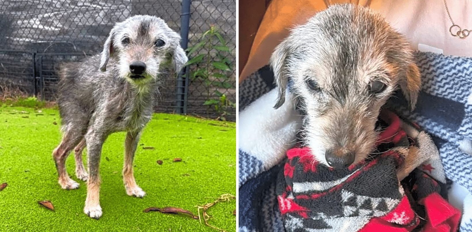 Sweet Senior Was Found Alone, Confused & Scared