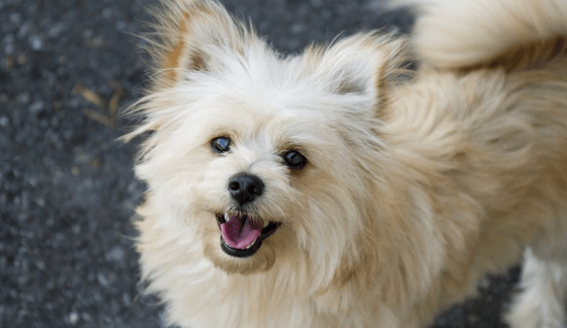 5 Unexpected Ways CBD Oil For Dogs Is Changing Lives
