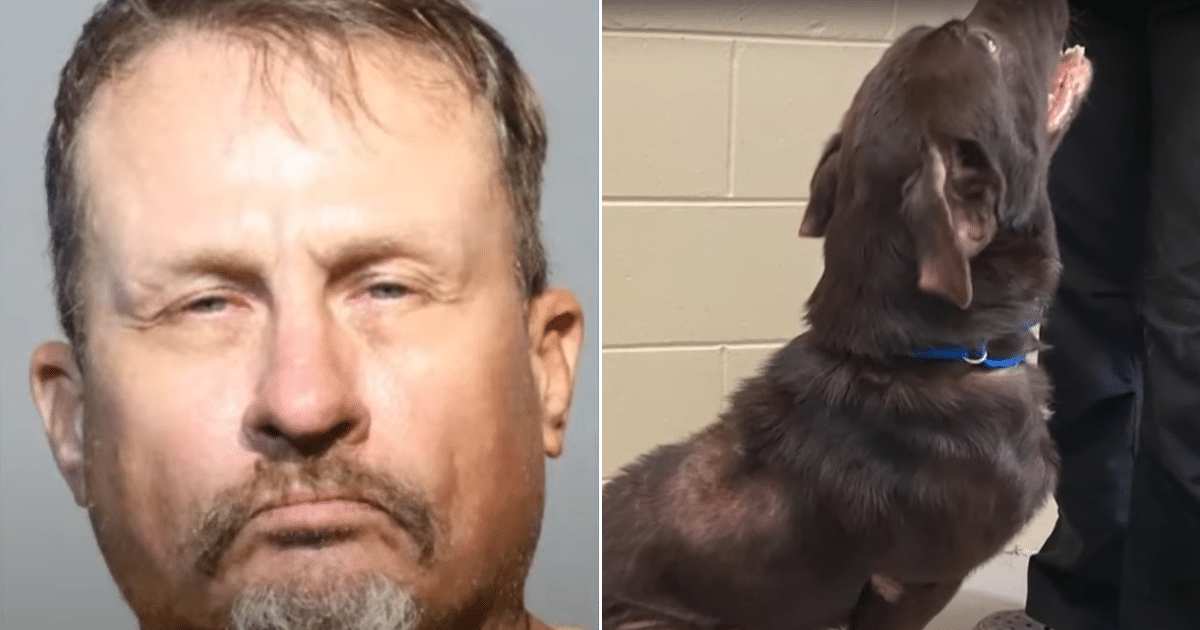 Man Accused of Neglecting Flea-Infested Dogs Faces Animal Cruelty Charges