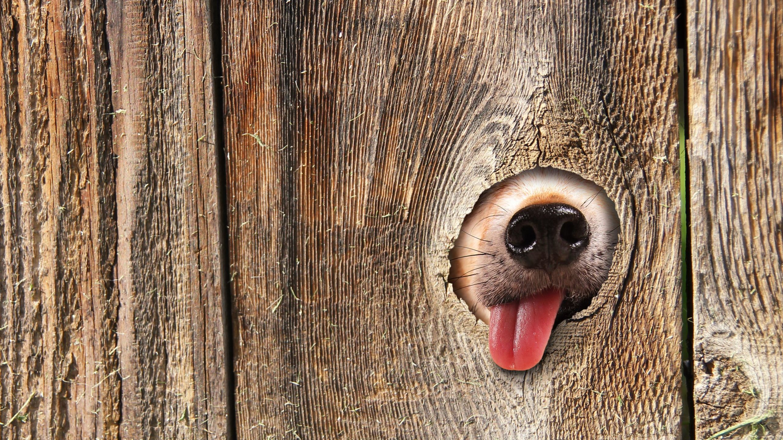 11 Best Invisible Dog Fences