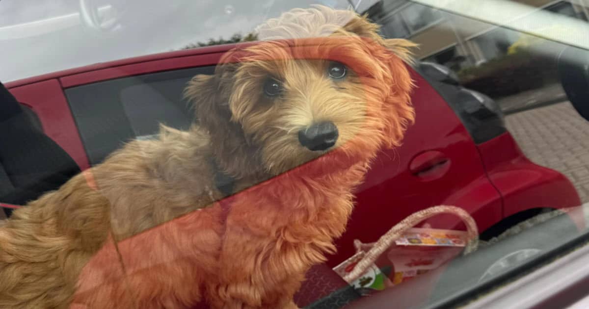 Puppy Stays With Woman’s Parents, Forms Unbreakable Bond With Her Childhood Dog
