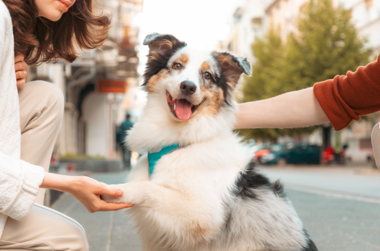 Dog shaking paw with owner 