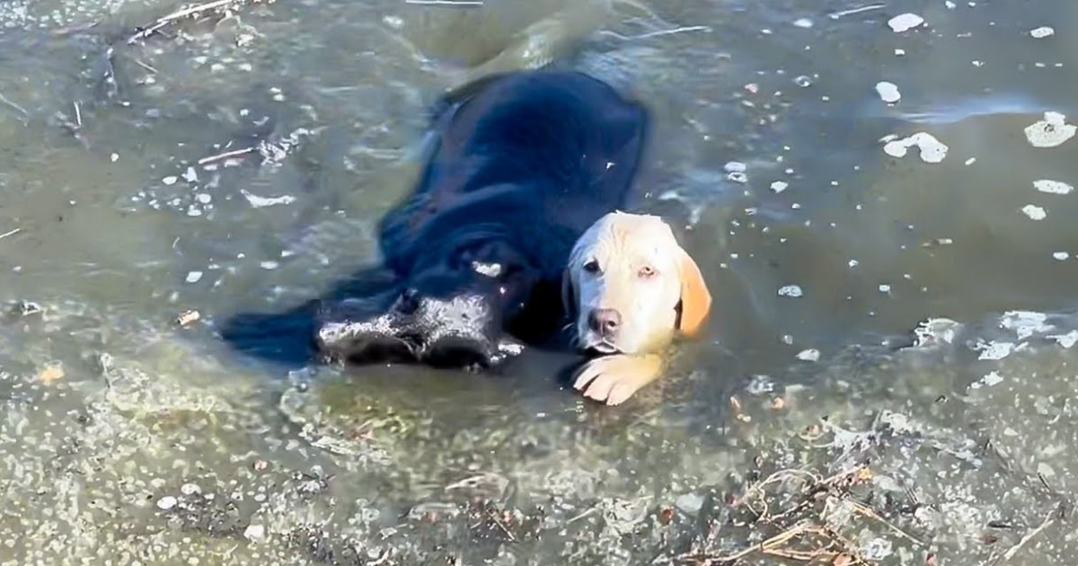 They Stood Around As Dogs Began To Drown But A Man’s ‘Selfless Heart’ Took Over