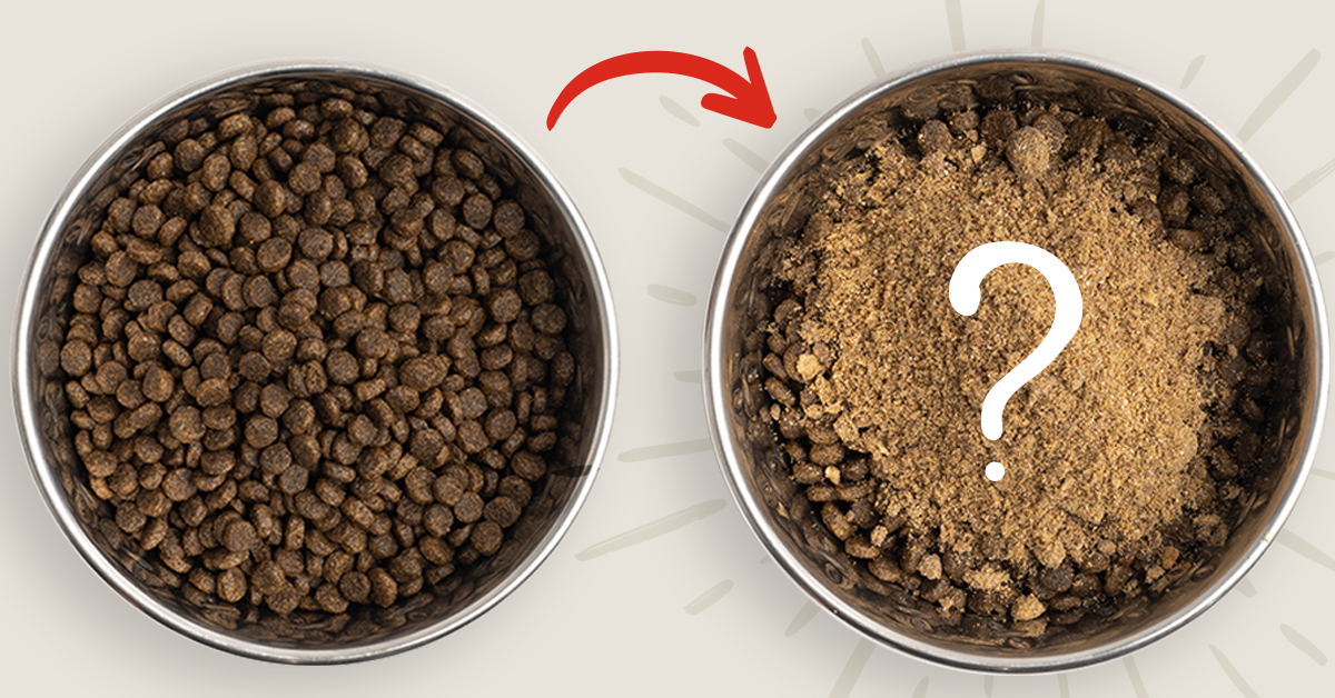 This One Thing Can Help Your Dog Avoid Major Health Problems