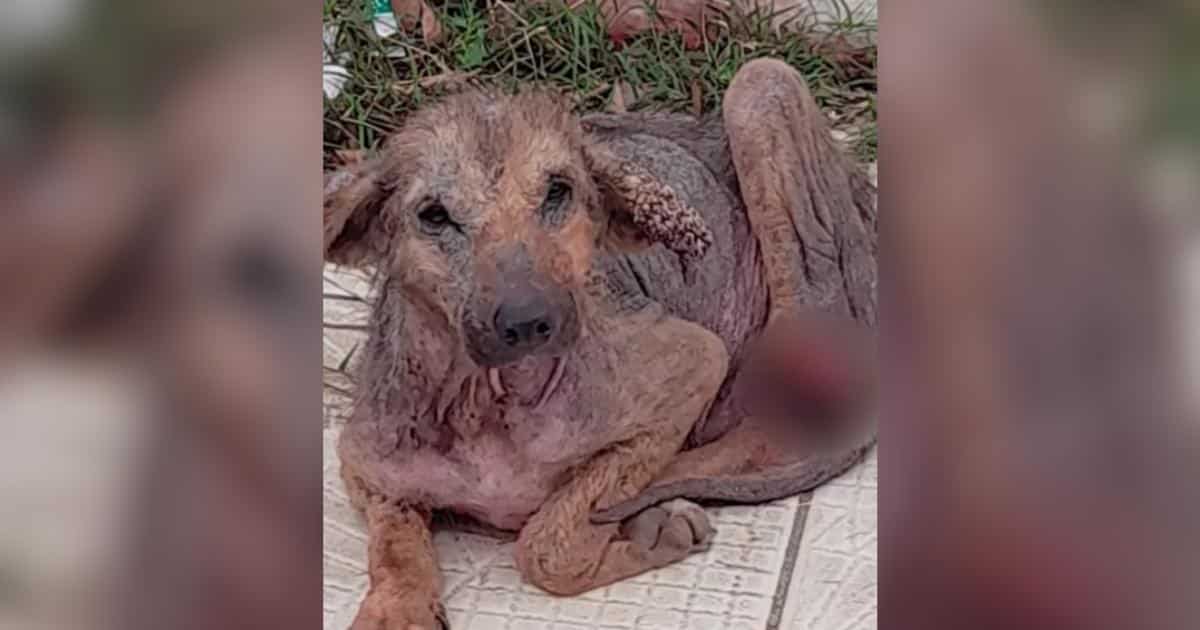 Most People Saw a Sick Puppy. One Person Saw a Fighter.