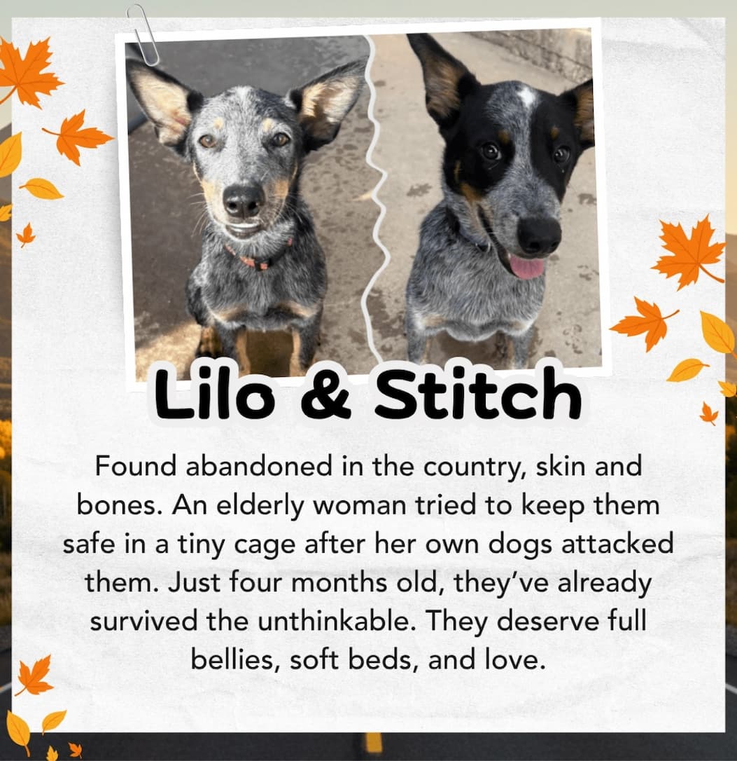 LILO & STITCH