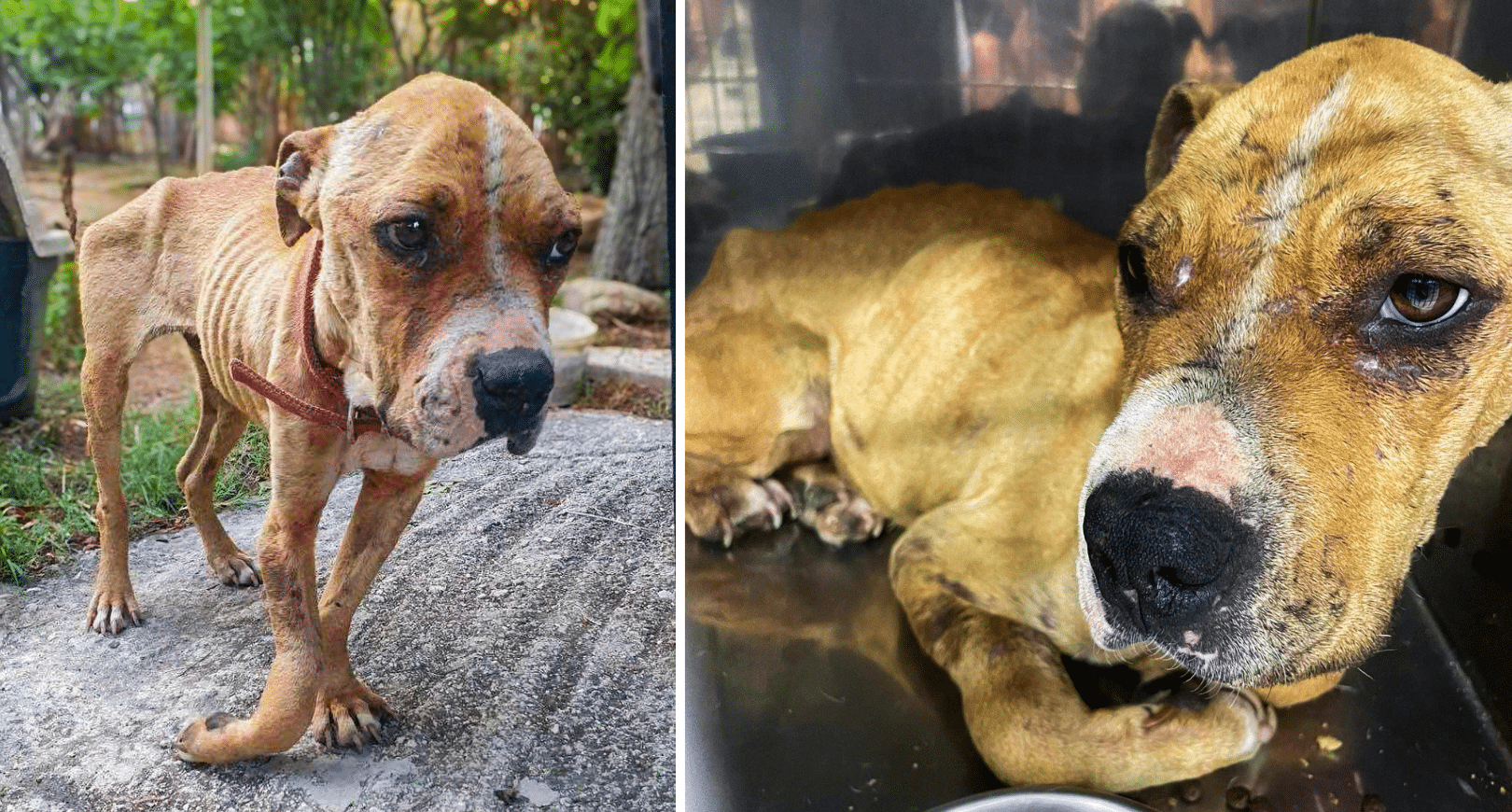 Phoenix Suffered from Neglect In A Hoarding Situation