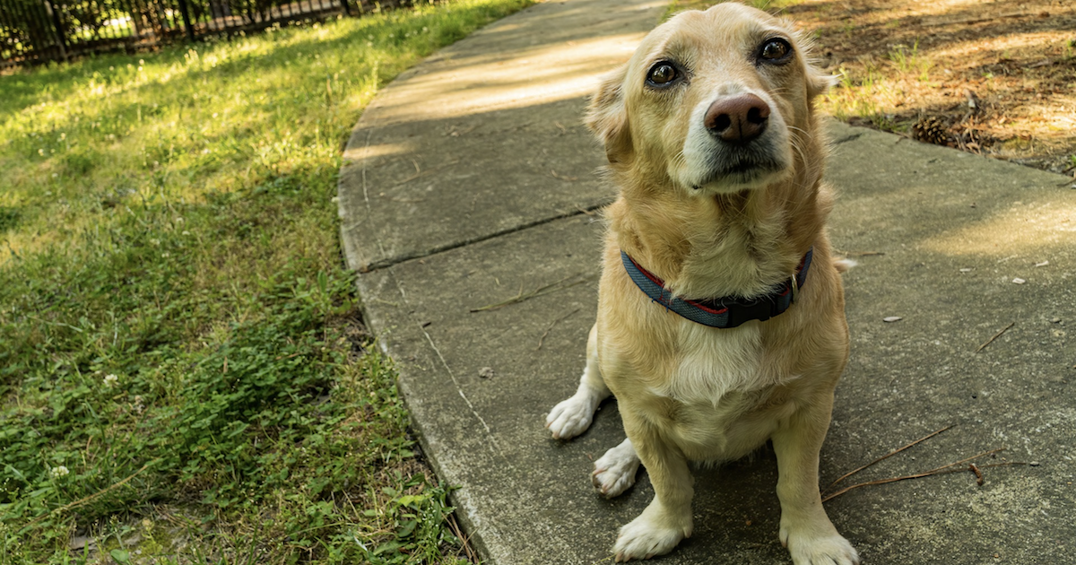 L-Theanine for Dogs: A Safe, Effective Way To Treat Your Dog’s Anxiety