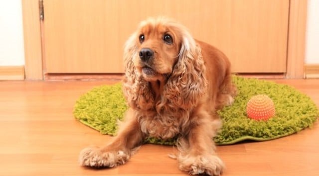 What Can I Give My Dog For Stress?