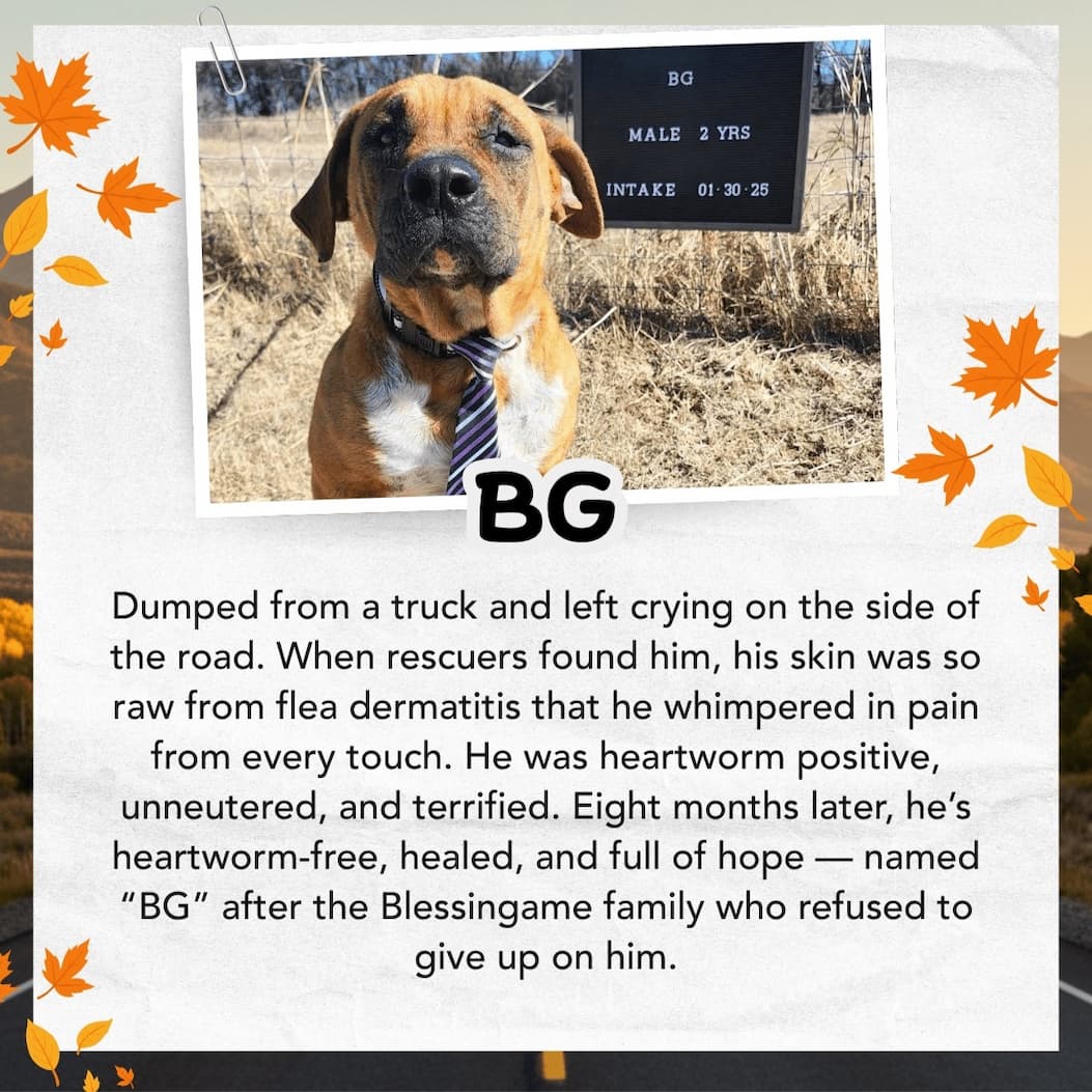 BG
