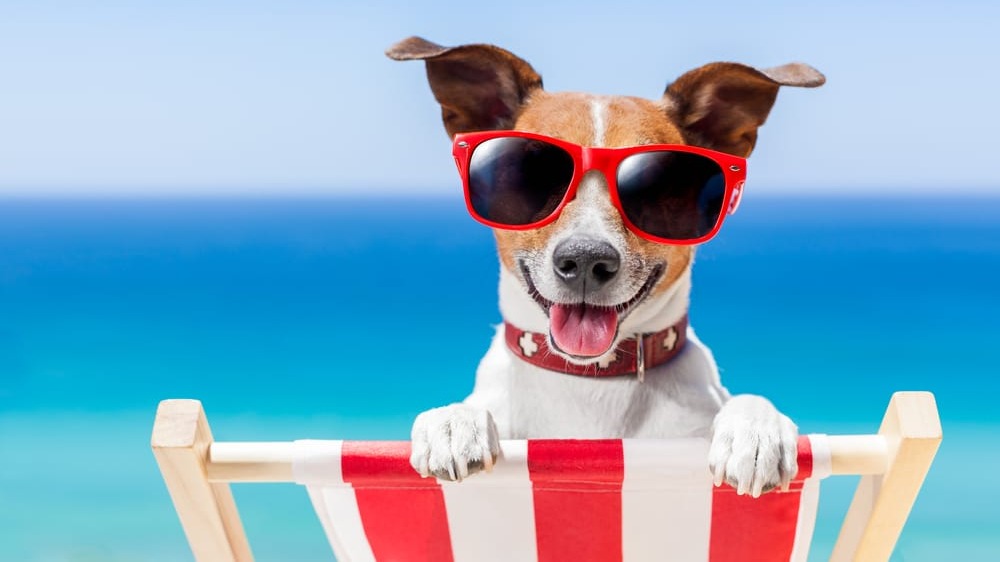 11 Great Ways To Keep Your Dog Cool This Summer
