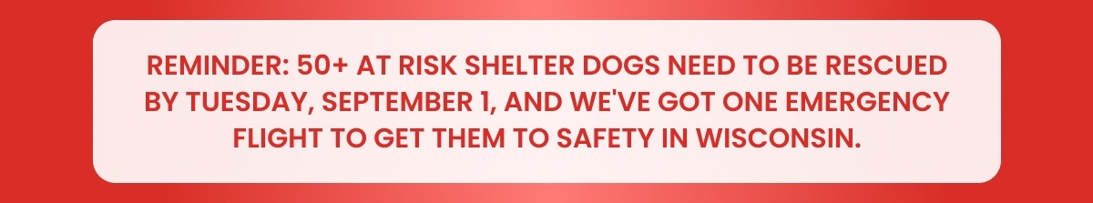 REMINDER: 50+ AT RISK SHELTER DOGS NEED TO BE RESCUED BY TUESDAY, SEPTEMBER 1, AND WE'VE GOT ONE EMERGENCY FLIGHT TO GET THEM TO SAFETY IN WISCONSIN.