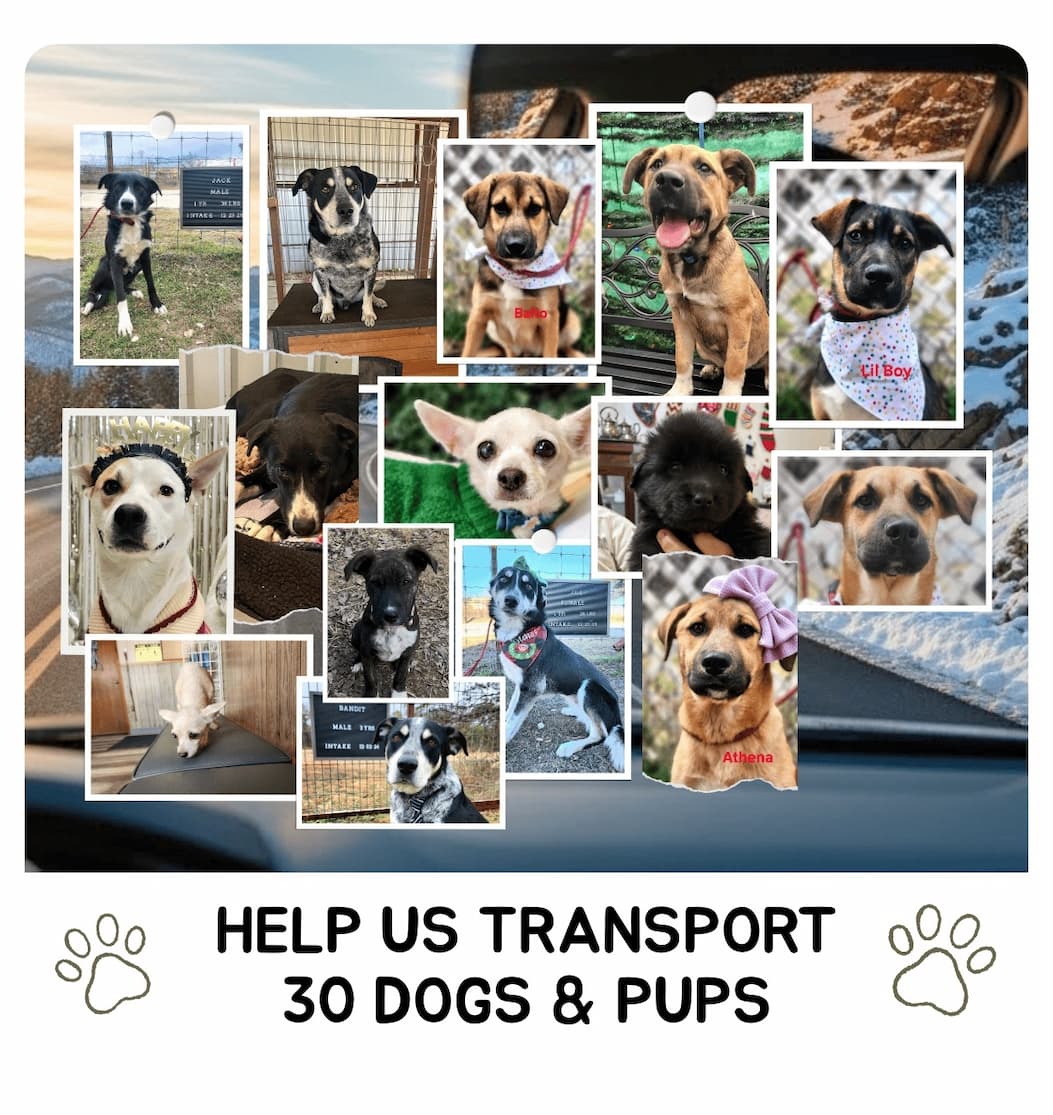 Every Purchase Helps Feed Hungry Shelter Dogs