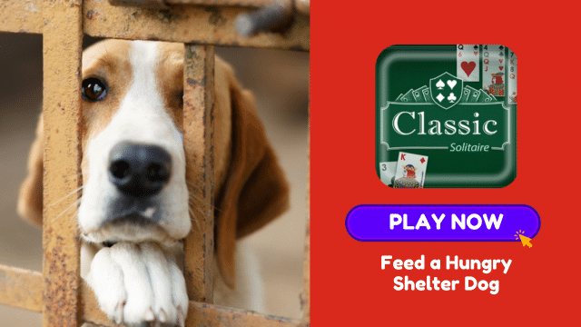 Shelter Dogs NEED You to Play!