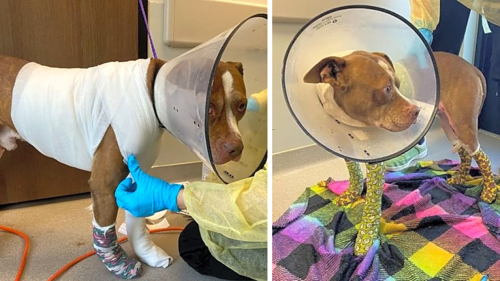 Charlie, Tied To A Car & Dragged, Needs Critical Care