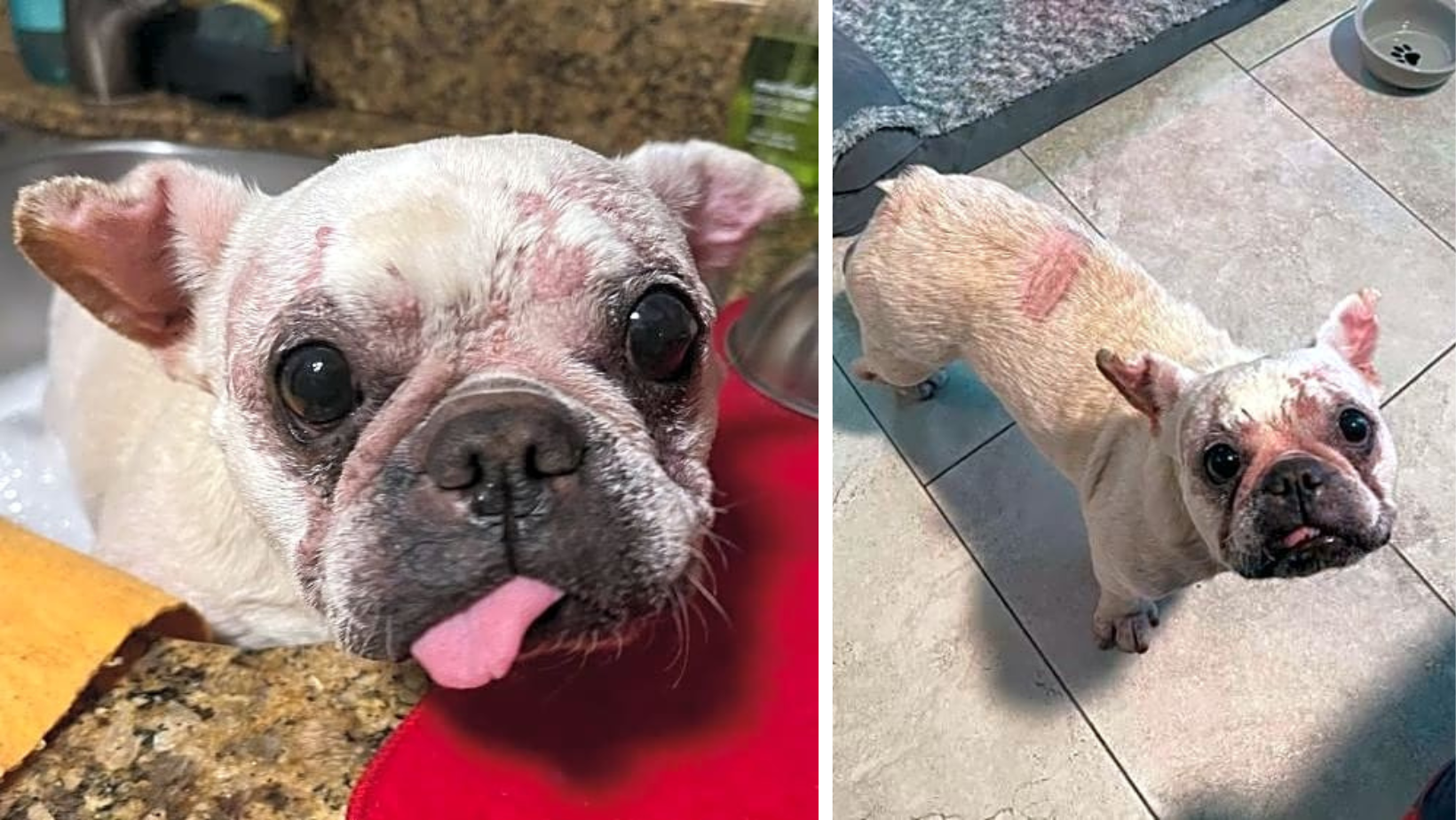 French Bulldog Used For Breeding Ends Up On The Street