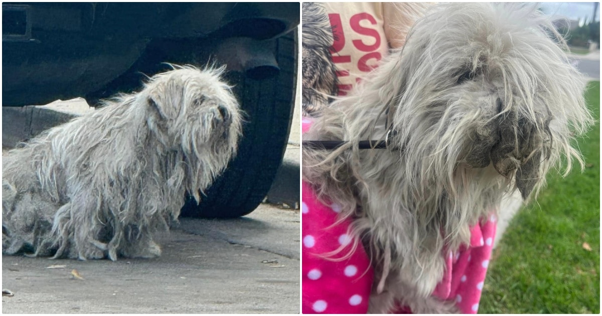 Rescuers ‘Shave Away Dog’s Past’ With Heavy Dreadlocks Covering His Face And Body
