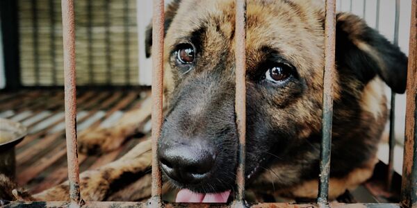 Dozens of Animals Subjected to Horrific Pain and Neglect