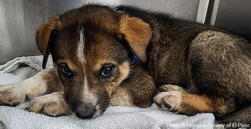 Dog lying down, looking at camera.
