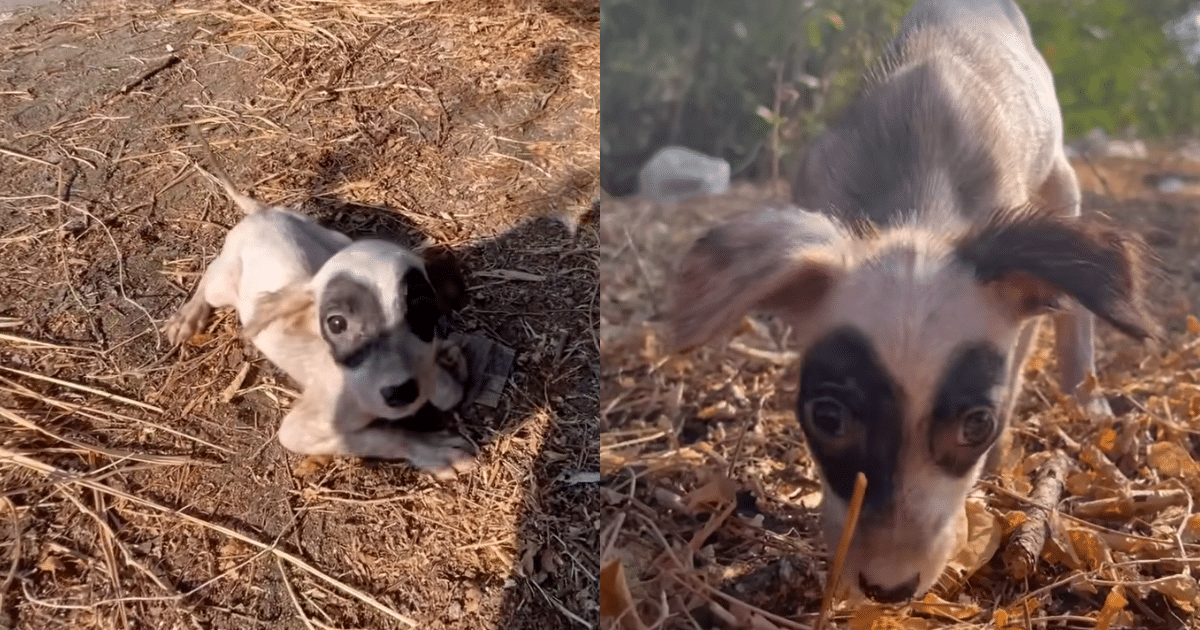 All She Wanted Was a Simple Hug, But He Gave Her a Loving and Forever Home