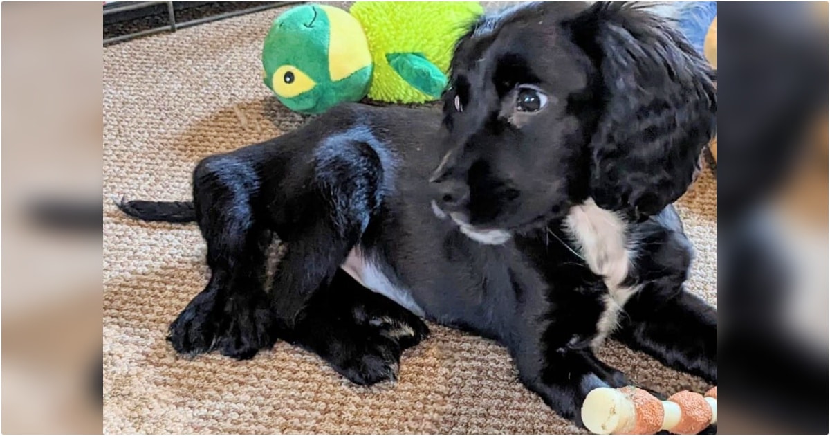 This 6-Legged Puppy Was Ditched In A Car Park Just Because She’s Different
