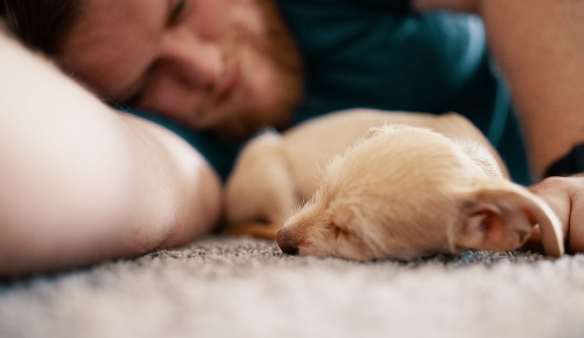 6 Ideas To Help Your Dog Sleep Through The Night