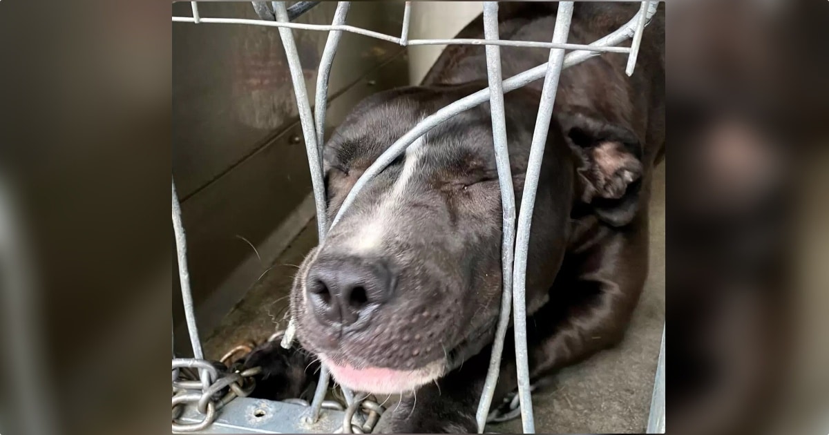 Shelter Dog Yearning For Attention Squeezes Through Kennel Bars