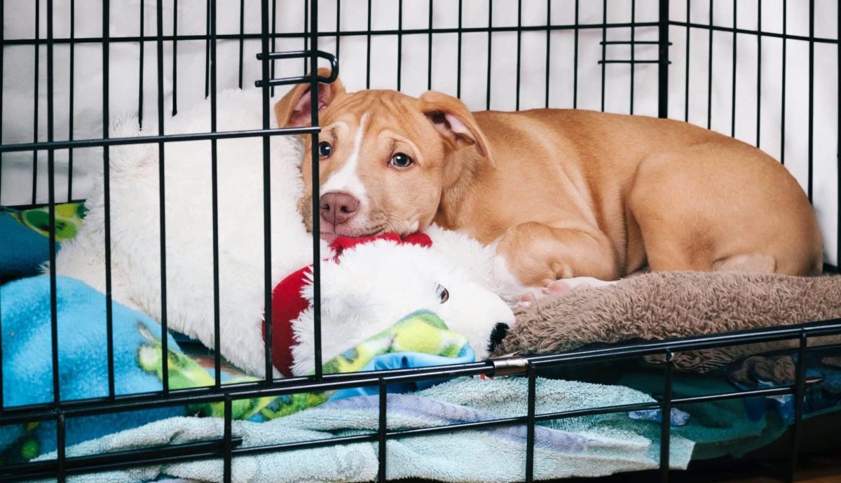 6 Tips For Making Your Dog’s Kennel Comfy