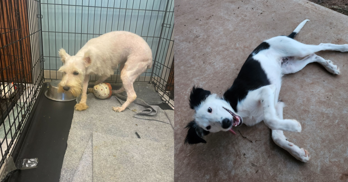 You Helped Bring These Puppy Mill Survivors And Neglected Puppies To Safety