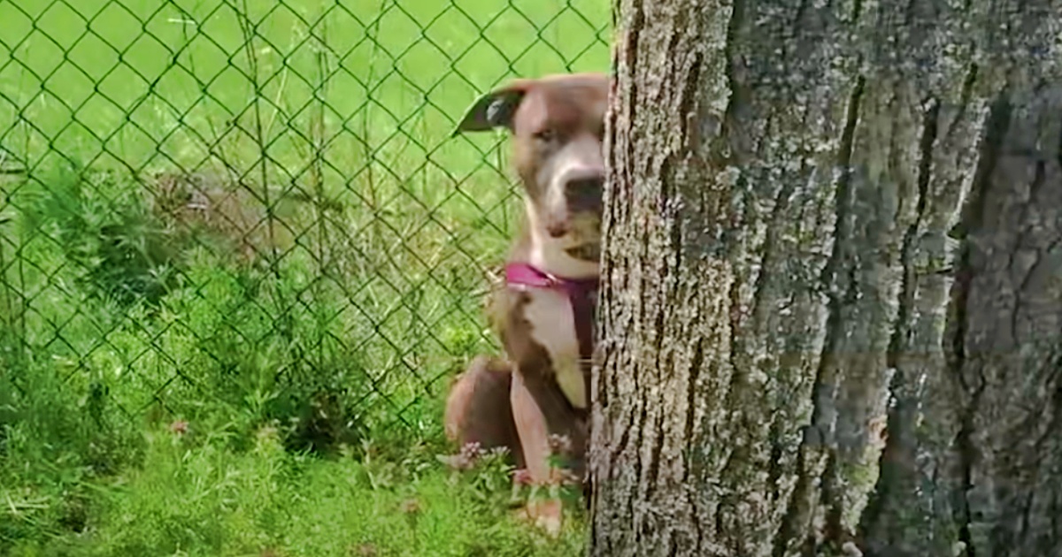 Distrusting Pittie Hid Herself In Yard As Gentle Soul Waited By The Door