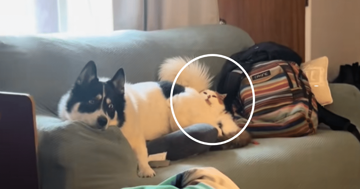 Cat Trapped Under Dog She Can’t Stand, Gives Side Eye That Steals the Show