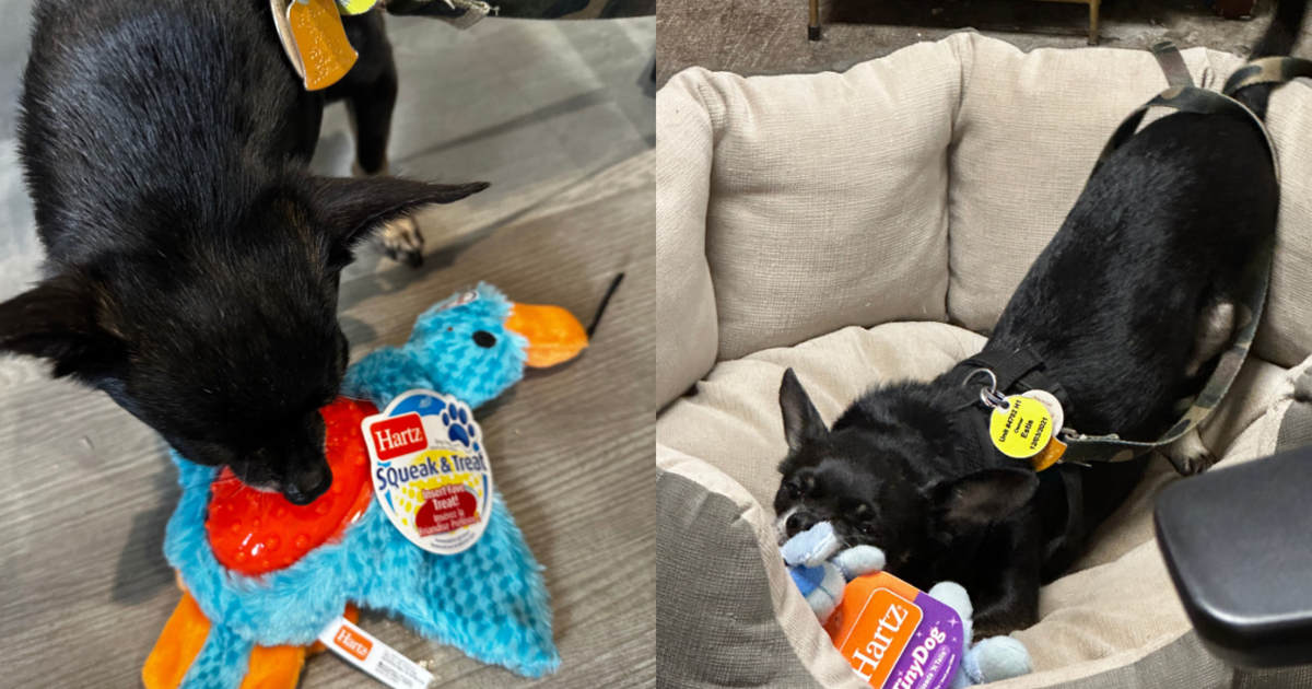 Senior Dog Becomes Beloved “Foster Fail” Because Of Your Kindness