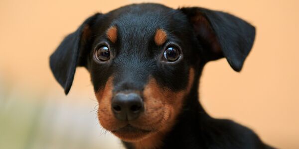 He Starved and Beat Dogs for Decades While Authorities Did Nothing