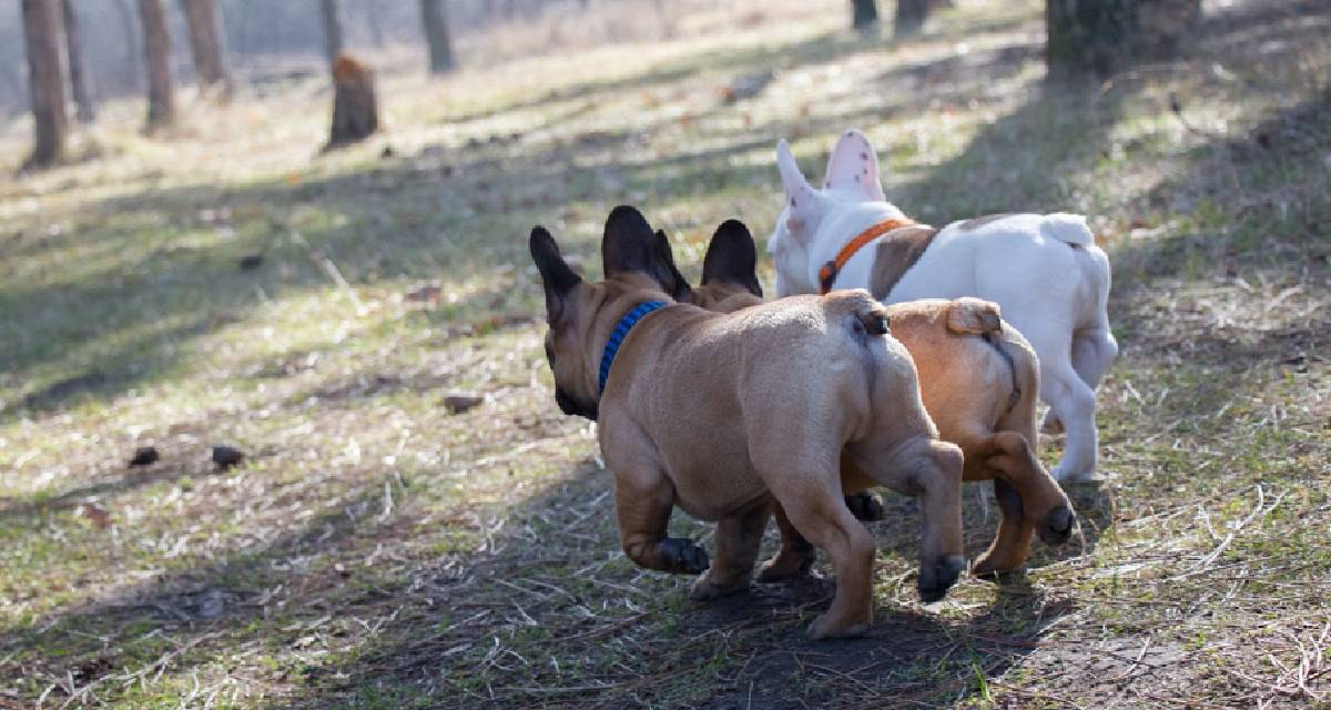 7 Best Dog Gas Supplements