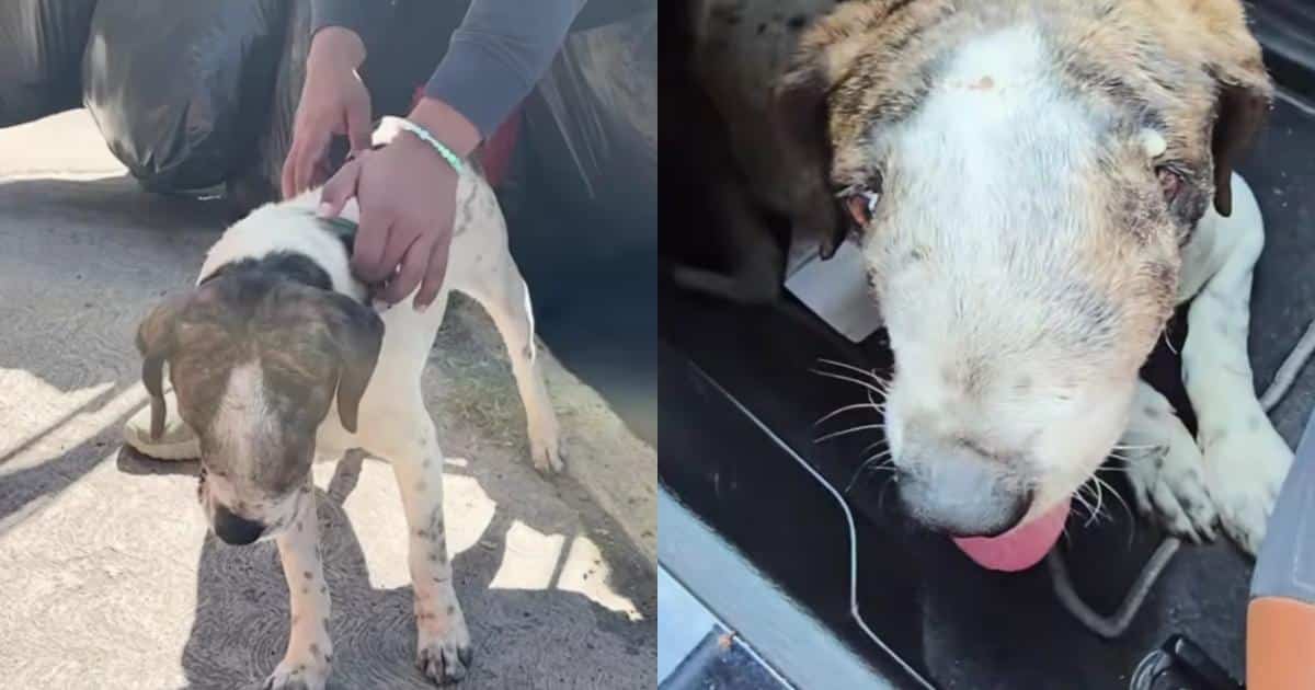 Street Dog Beats Cancer After Being Given Just 24 Hours to Live