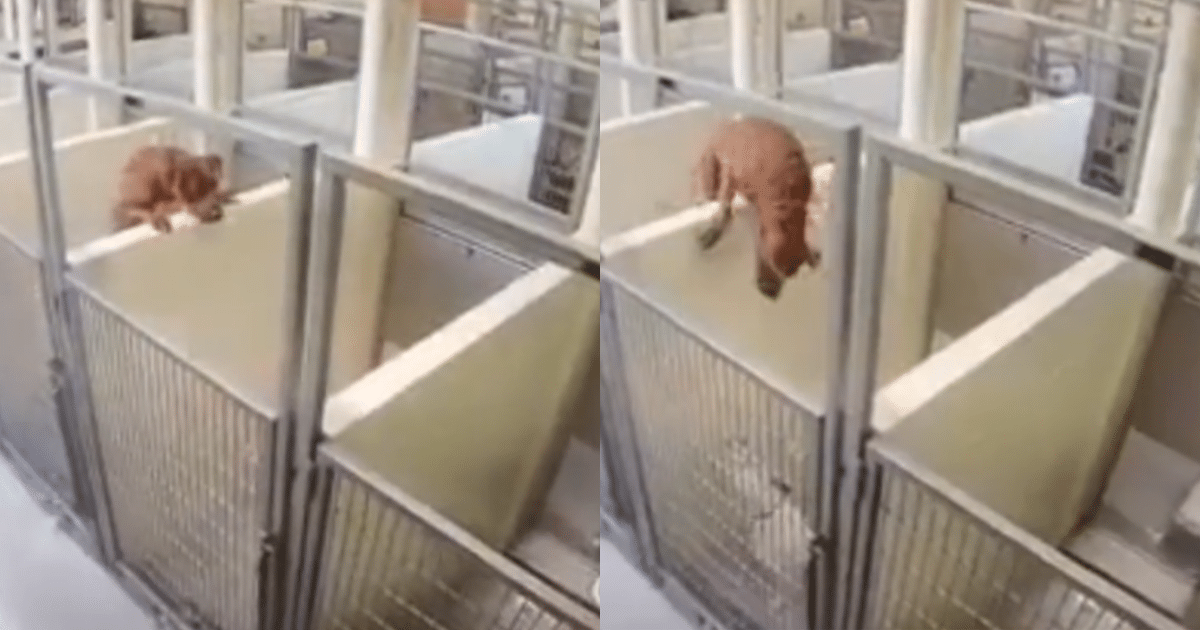 Shelter Dog Defies All Odds to Rejoin Her Best Friend in a Heroic Leap