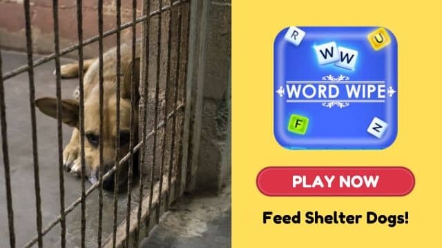 Play Now, Feed a Hungry Shelter Dog