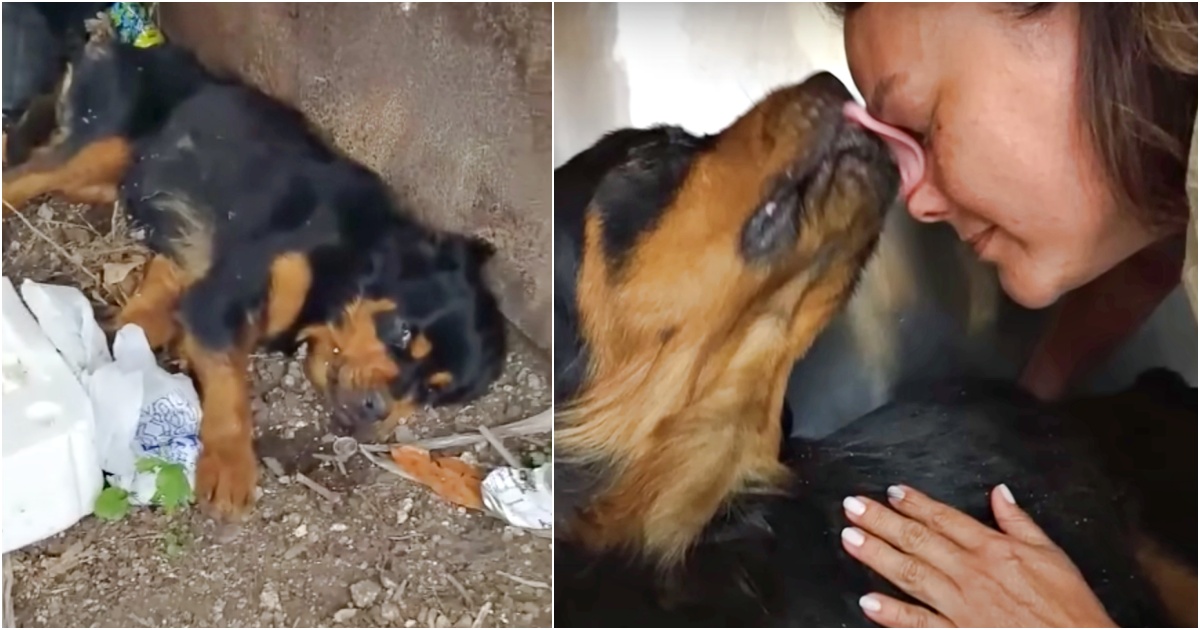 Paralyzed Rottweiler Ditched Next To Dumpster Gets A Body And Soul Makeover
