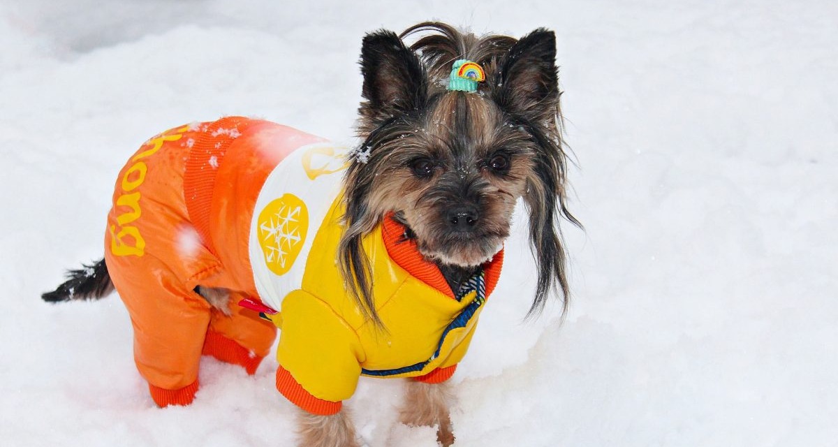 12 Dog Breeds That Actually Need A Coat In The Winter